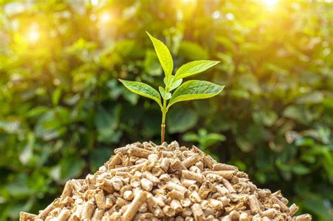 La biomasse: votre ressource Homegrown pour un sol riche